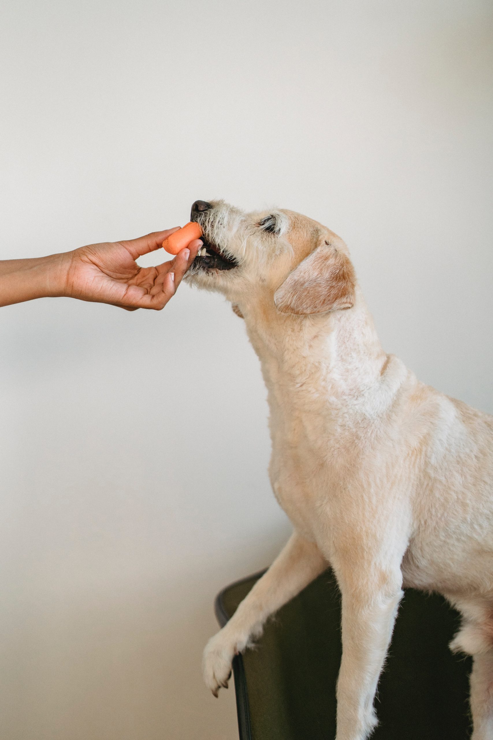 Cool Summer Treat Ideas Your Dog Will Love