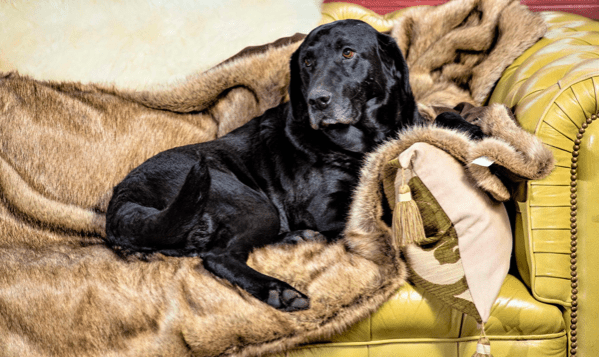 Why Does my Lab walk in circles before lying down?