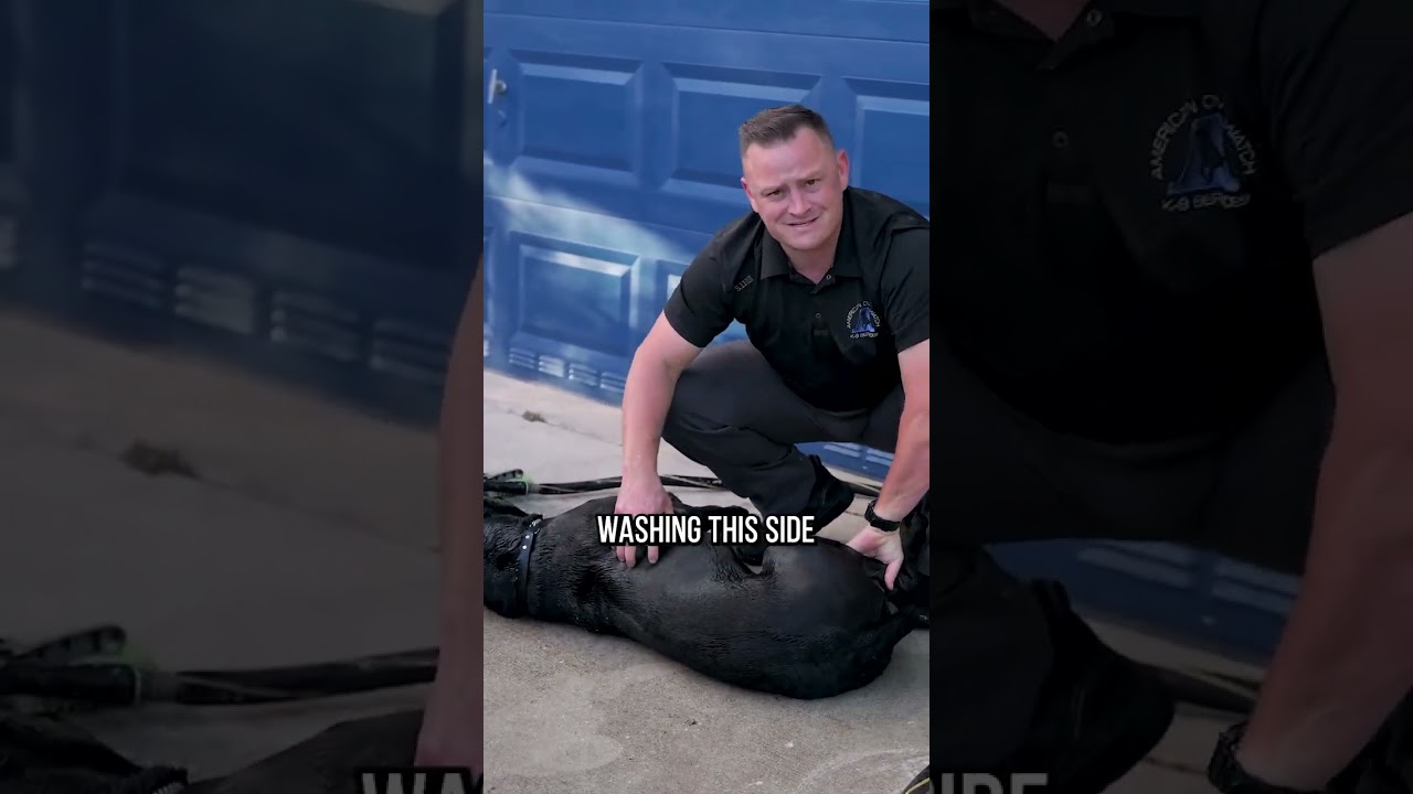 3 Pro Tips When Washing Your Dog