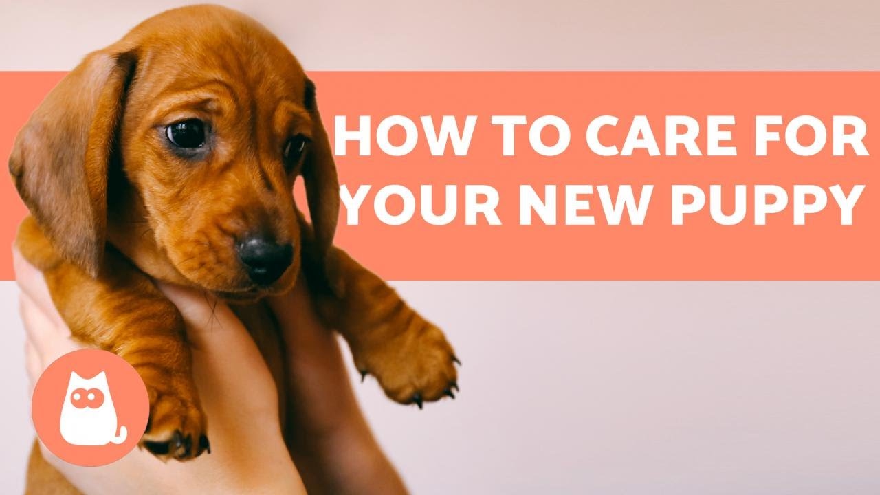 How to TAKE CARE of a PUPPY 🐶 Complete Guide to Puppy Care