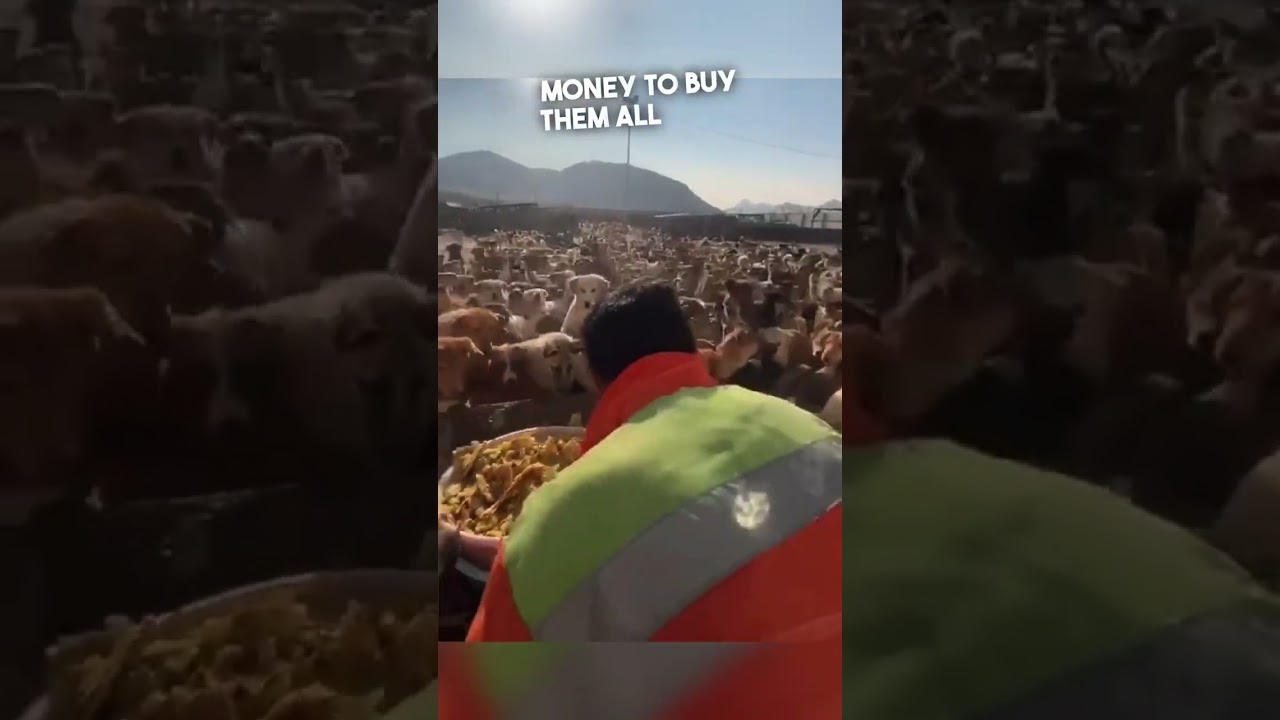 They take care of over 2,000 dogs 😱