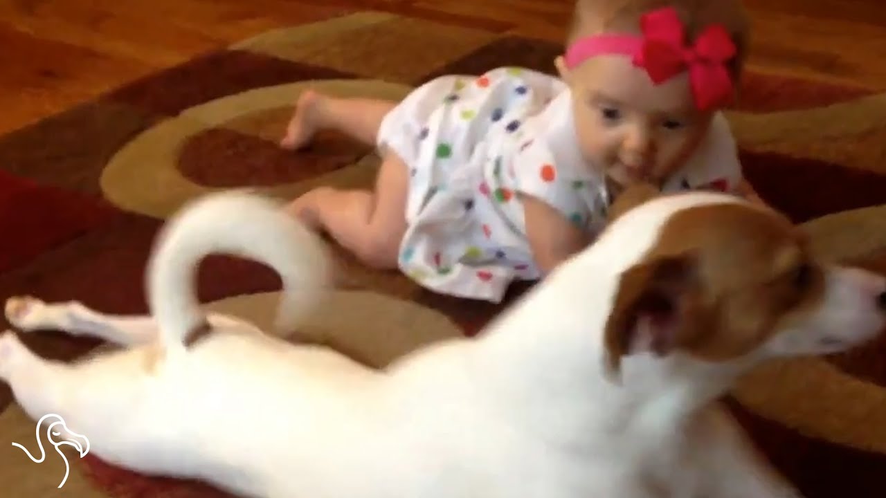 Dogs Taking Care Of Babies