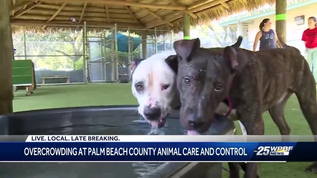 Palm Beach County Animal Care and Control shelters maxed out with dogs