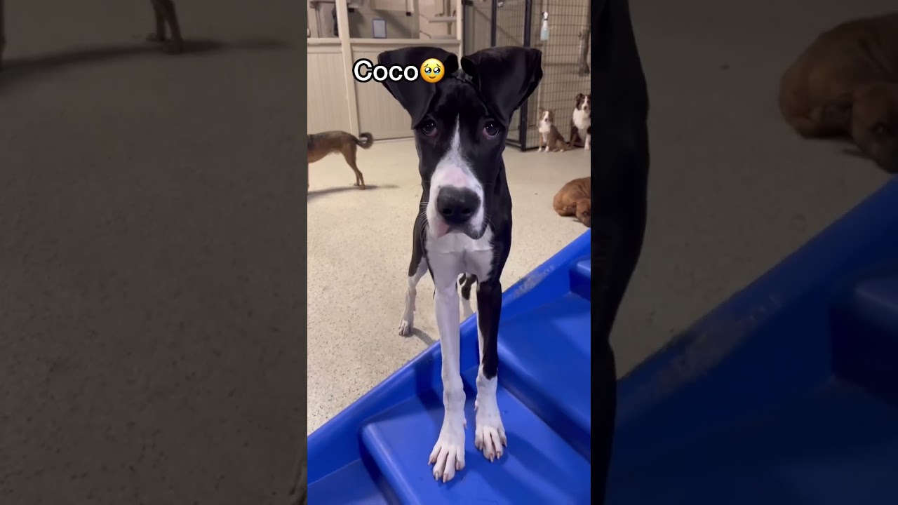 How dogs react to their names being called at dog daycare today! #doglover #dogdaycare #dogshorts