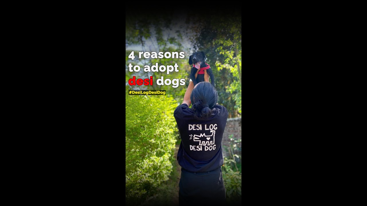 4 reasons to adopt desi dogs | Adopt don’t shop