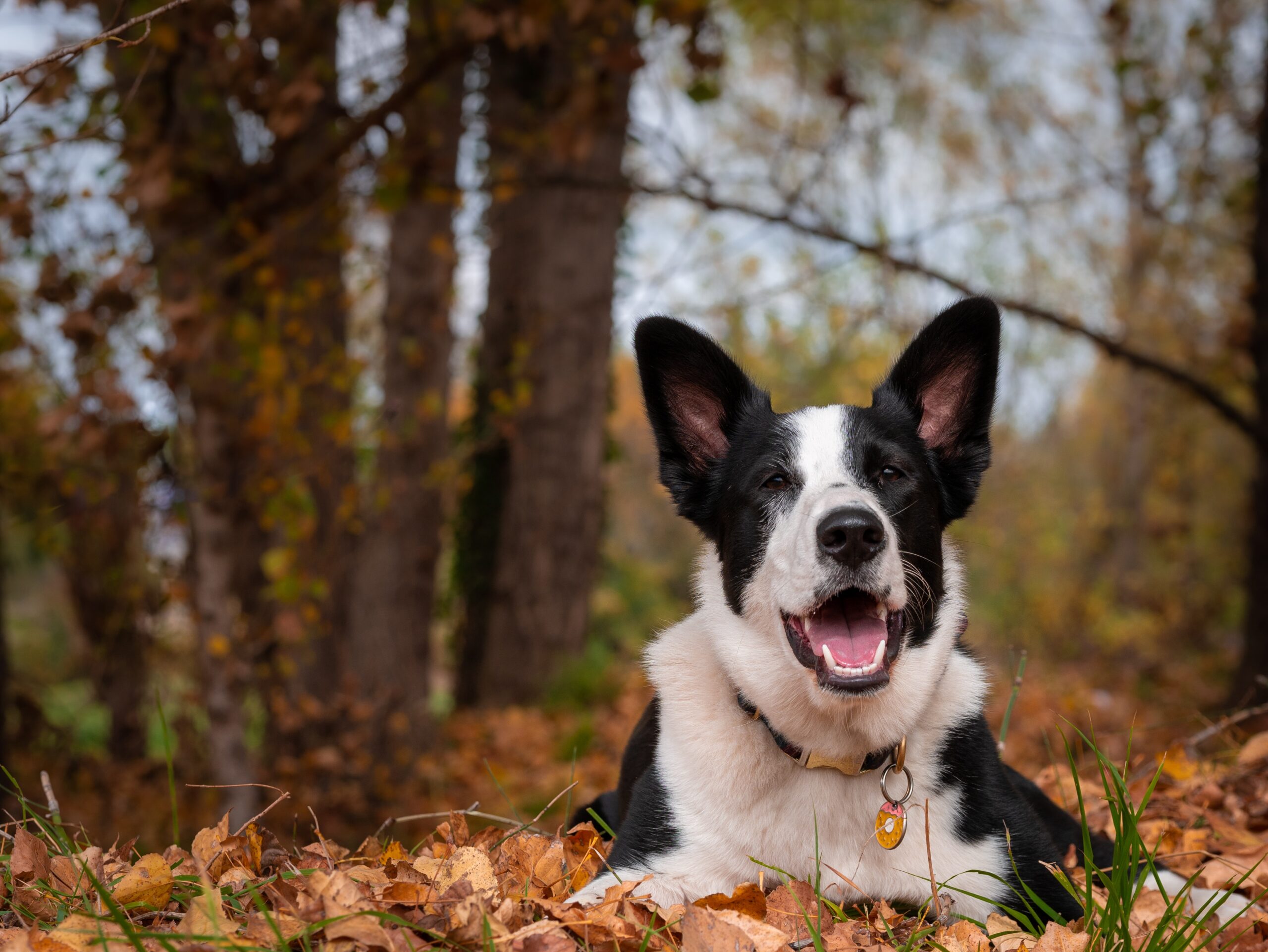 Fall Fun: 5 Activities to Keep Your Dog Active